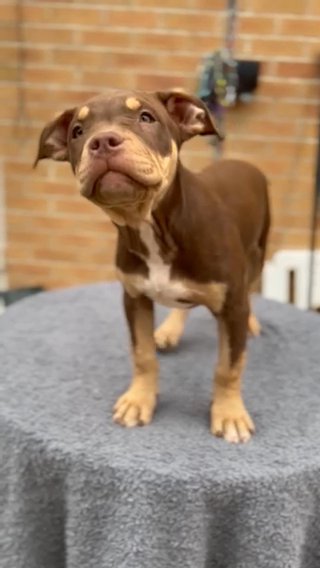 American Bully Puppies in Middlesbrough