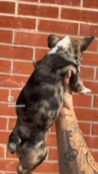 Tri Merle Frenchies ? L1 L4 Fluffy Carriers ? in Derby