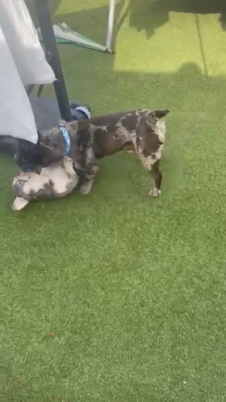 Male Merle French Bulldog in Cannock Chase