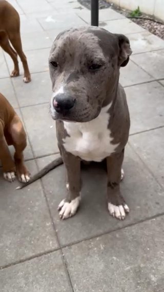 MERLE MALE PUP in Nuneaton & Bedworth