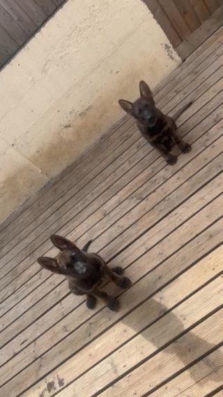 KC registered Working Line German Shepherd Pups in Nottingham