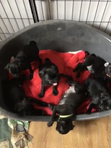 Gorgeous Kc Reg Black Pug Puppies in Mansfield