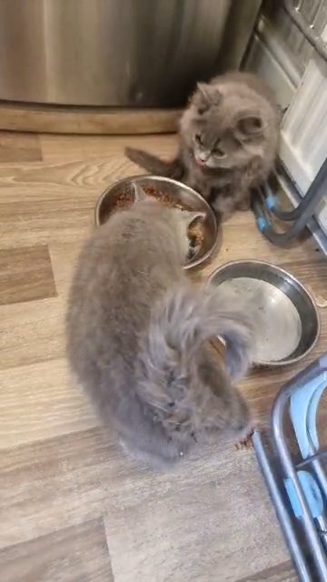 2 male kittens in Blackburn with Darwen