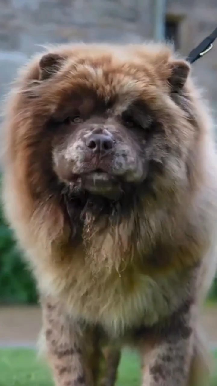 chocolate merle chow chow in Blackburn with Darwen