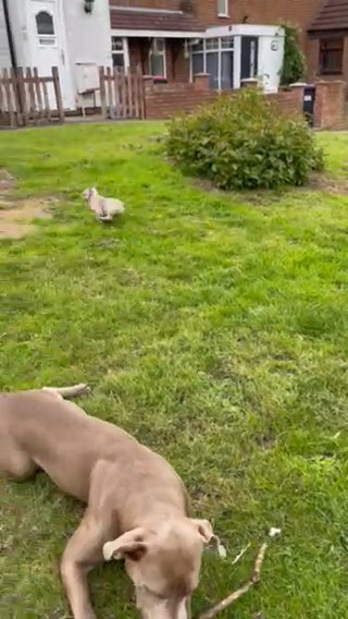 Frenchie Puppy in Shropshire