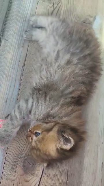 fluffy pedigree persians in Peterborough