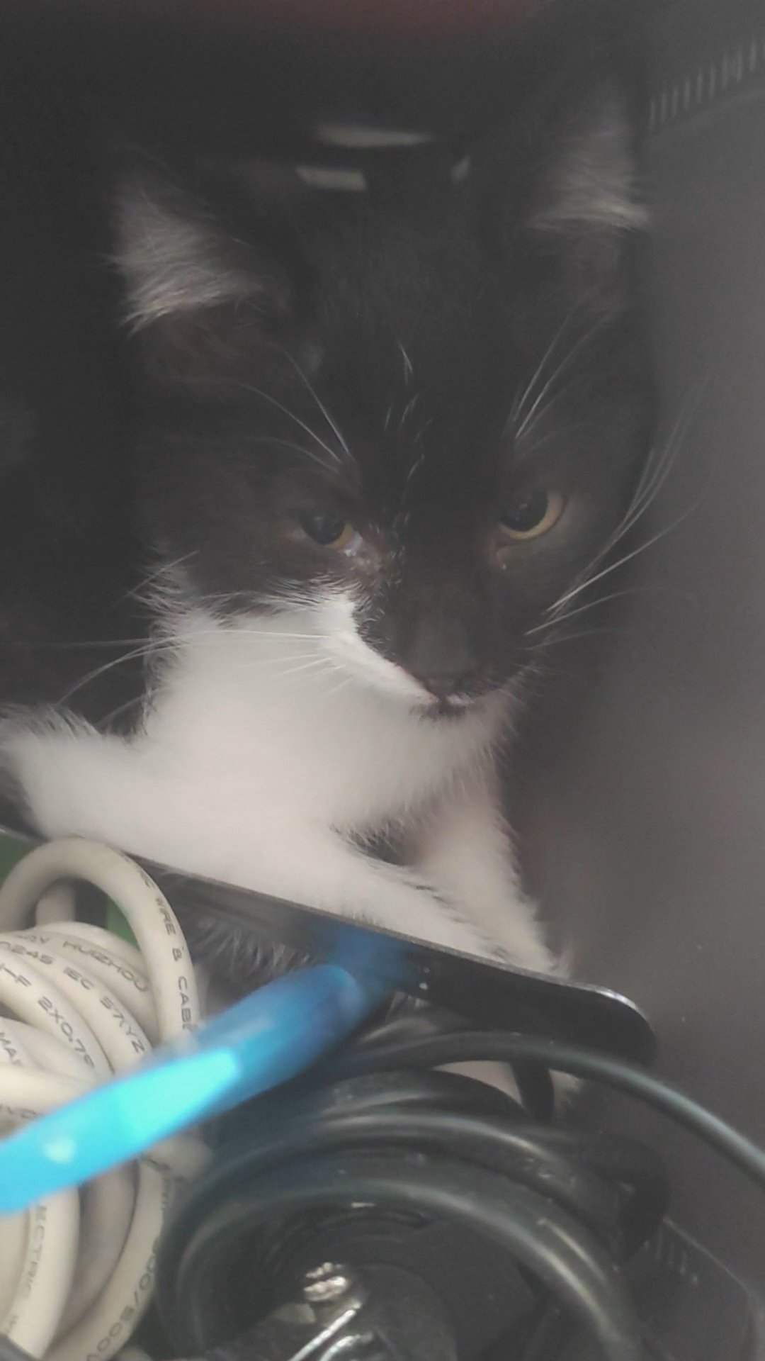 female kitten in Leeds