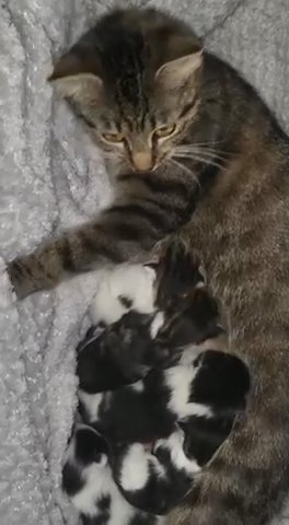 AMAZING KITTENS FOR SALE in London