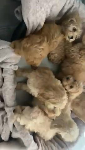?Stunning Minature Poodles for sale?? in Staffordshire