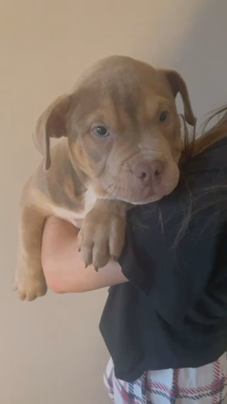 American Bully Pups in Cardiff