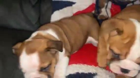 stunning English bulldog puppies in Manchester