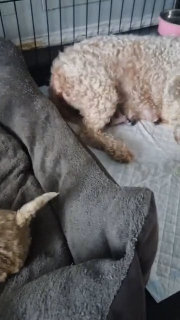 cavachon puppies in Manchester