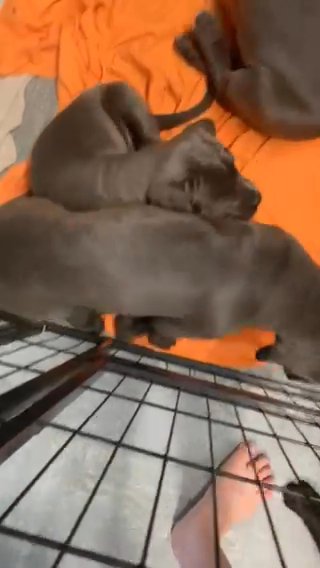 Cane Corso Female Looking For Her New Home in Norfolk