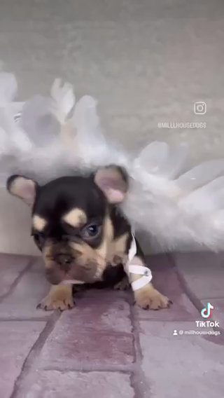 French Bulldog Puppy Available in Sunderland