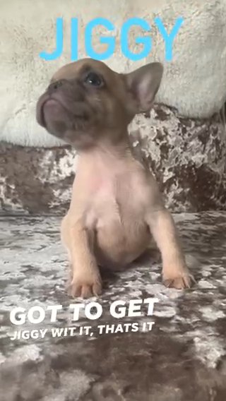 Lilac Fawn Boy in North West Leicestershire