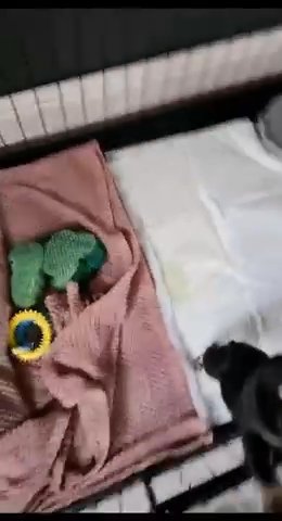 French Bulldog Puppy in Walsall