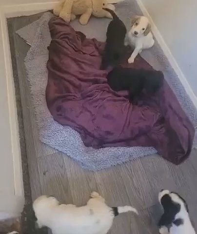Cocker Spaniels in Maidstone