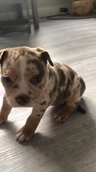 AMERICAN POCKET BULLY PUPPY in Bromsgrove Worcestershire