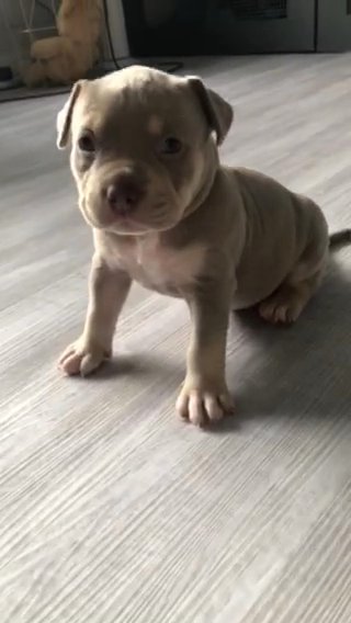 AMERICAN POCKET BULLY PUPPY in Bromsgrove Worcestershire