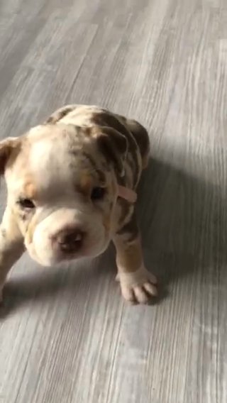 AMERICAN POCKET BULLY PUPPY in Bromsgrove Worcestershire