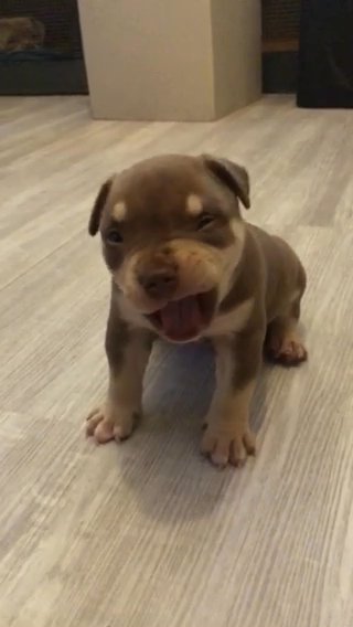 POCKET BULLY PUPPY in Bromsgrove Worcestershire