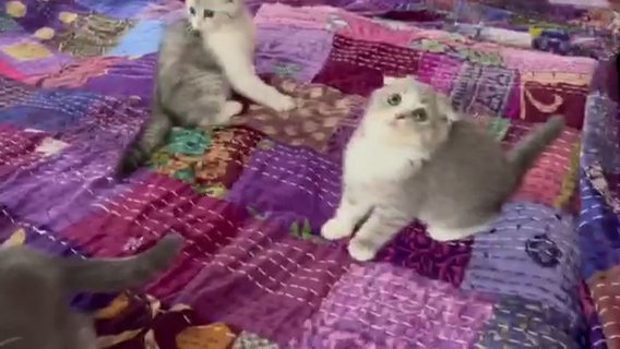 Scottish Fold Kittens Ready For There New Home in Birmingham