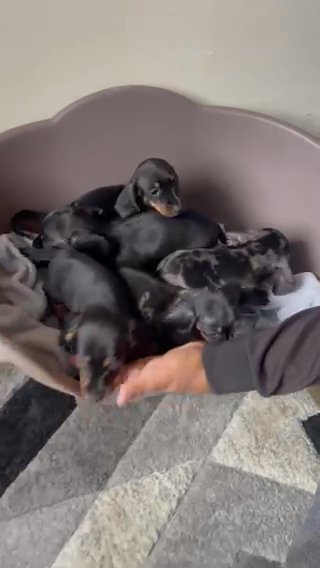Miniature Dachshund Puppies in Manchester