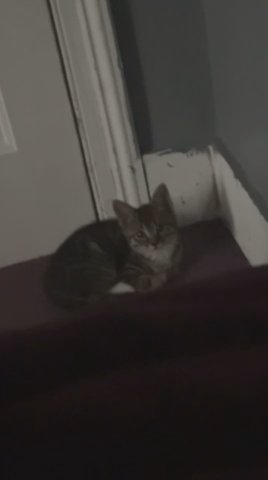 Cute Tabby Kitten. in London