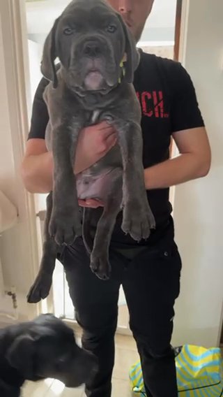 Cane Corso in Hampshire