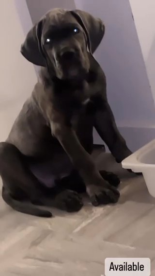 Cane Corso in City of London