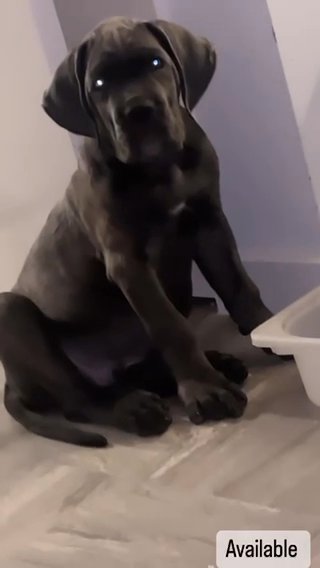 Cane Corso in City of London