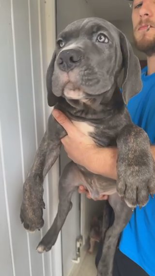 Cane Corso in Bath and North East Somerset
