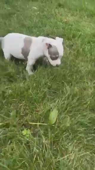 Pocket Bully Male in Oldham