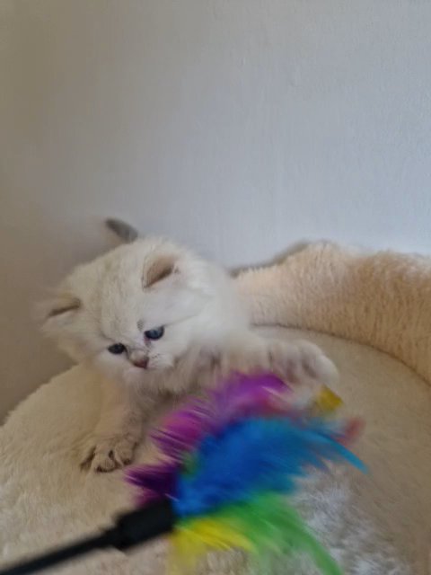Rare British longhair lilac golden shaded colour point cy12 33 in Peterborough
