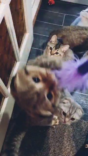 Scottish fold kittens for sale in London