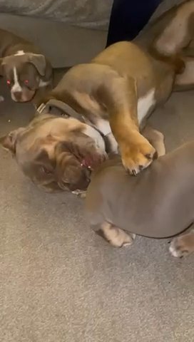 Phenomenal Olde English Bulldog Final Reduction in East Hertfordshire