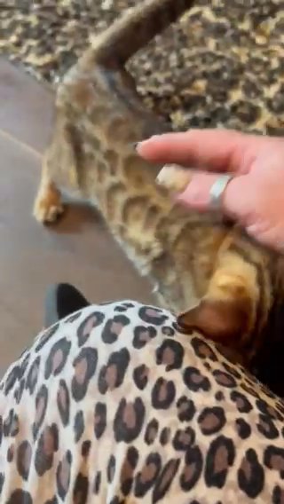 TICA Registered Male Bengal Kittens in Blackburn