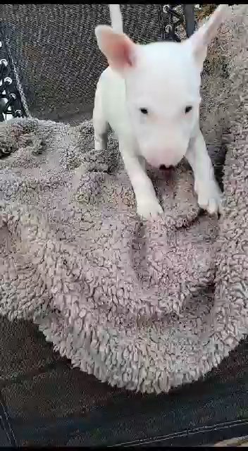 English Bull Terrier puppies for sale in Edinburgh