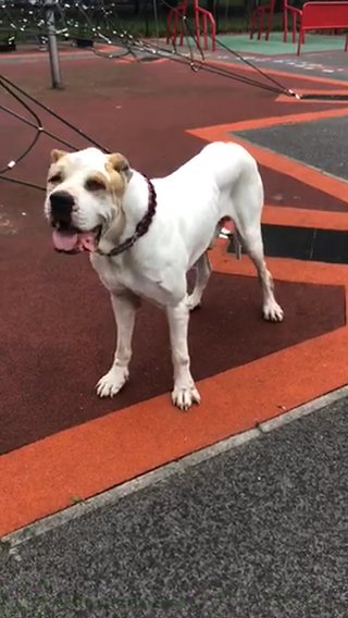 Great Dane Cross Alabai in Bradford