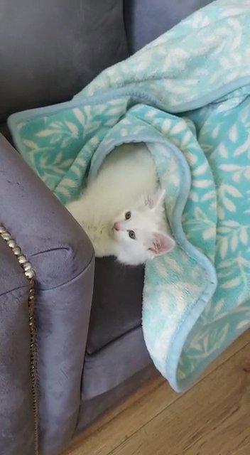 male cat in Leeds