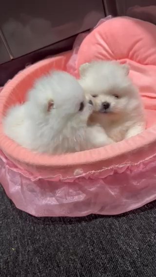 Quality Pomeranian Puppies in Coventry