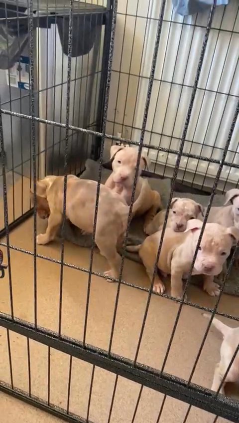 BEAUTIFUL BULLY PUPS in South Buckinghamshire