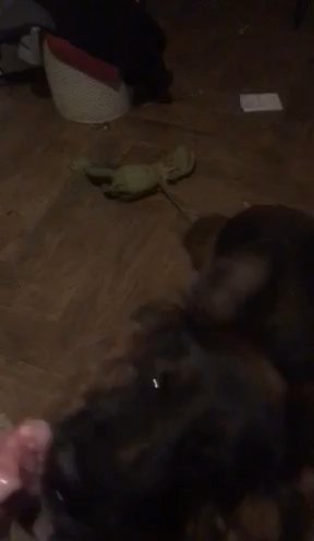 German Shepherd Long Coated Girl in Birmingham