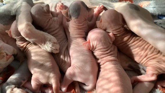 Sell Bambino Boys. Sphynx And Bambino Girls. extreme type. Big eyes and short snouts. in Edinburgh