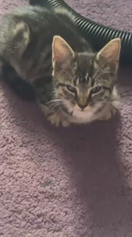 Tabby Kitten in London