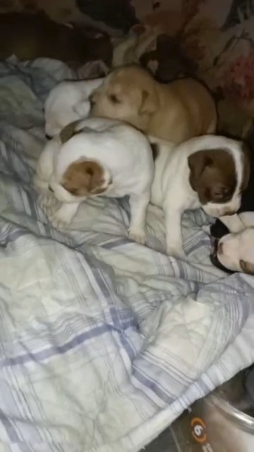 American bully puppies in Rochdale