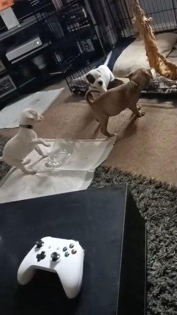 American bully puppies in Rochdale