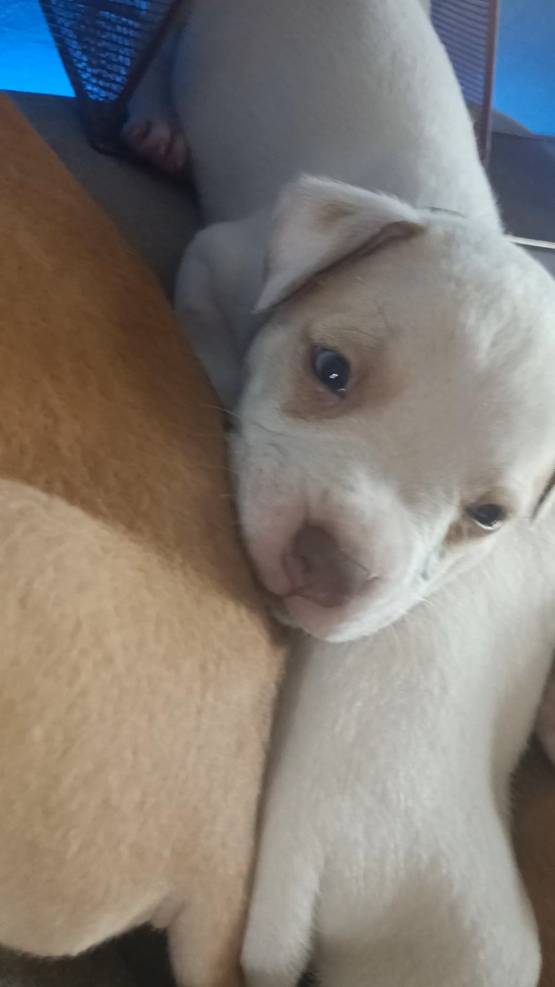 American bully puppies in Rochdale