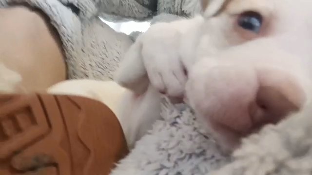 beautiful American bully puppies in Rochdale