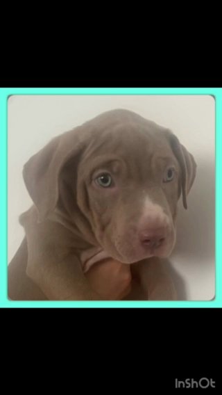 Xl Bully Puppies in Peterborough